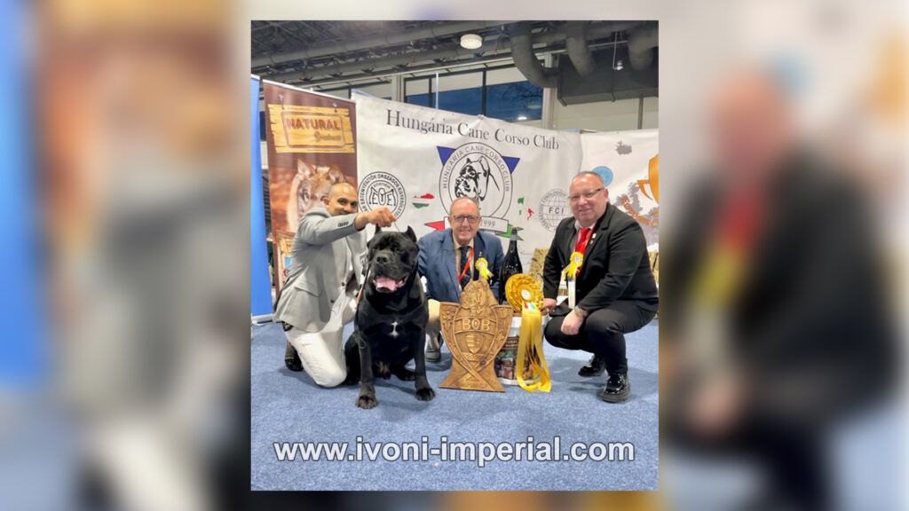 ivoni imperial champions 103