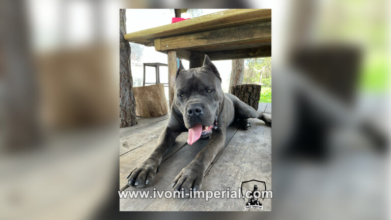 Ivoni Imperial 005 768x432