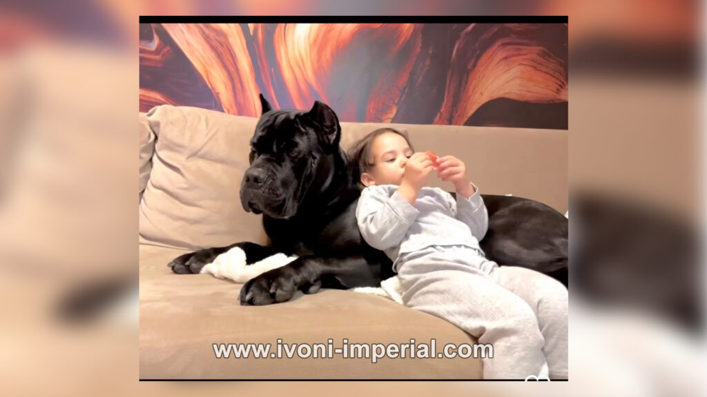 Ivoni Imperial 017 1024x576