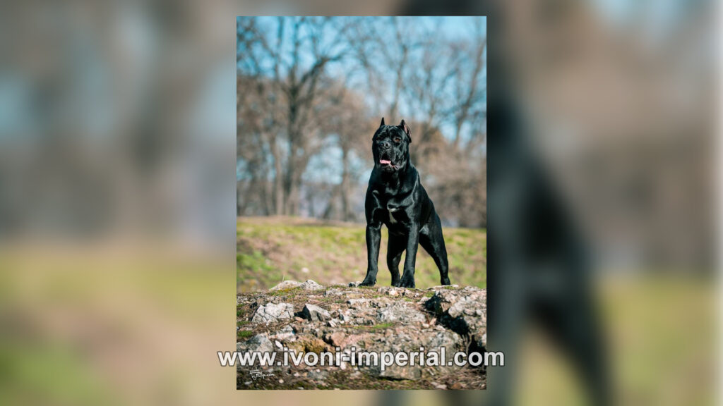 Ivoni Imperial 036 1024x576