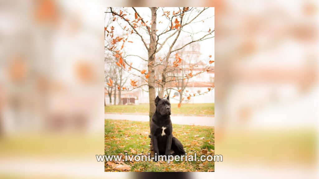 ivoni imperial 059.jpg