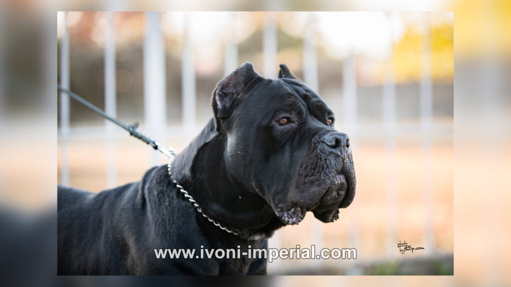 ivoni imperial 112