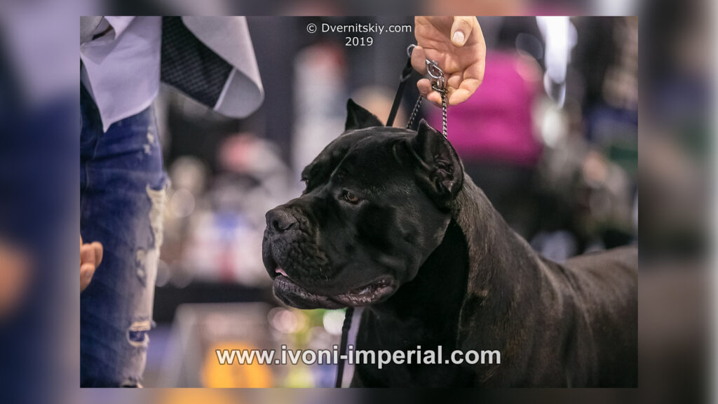 ivoni imperial 114