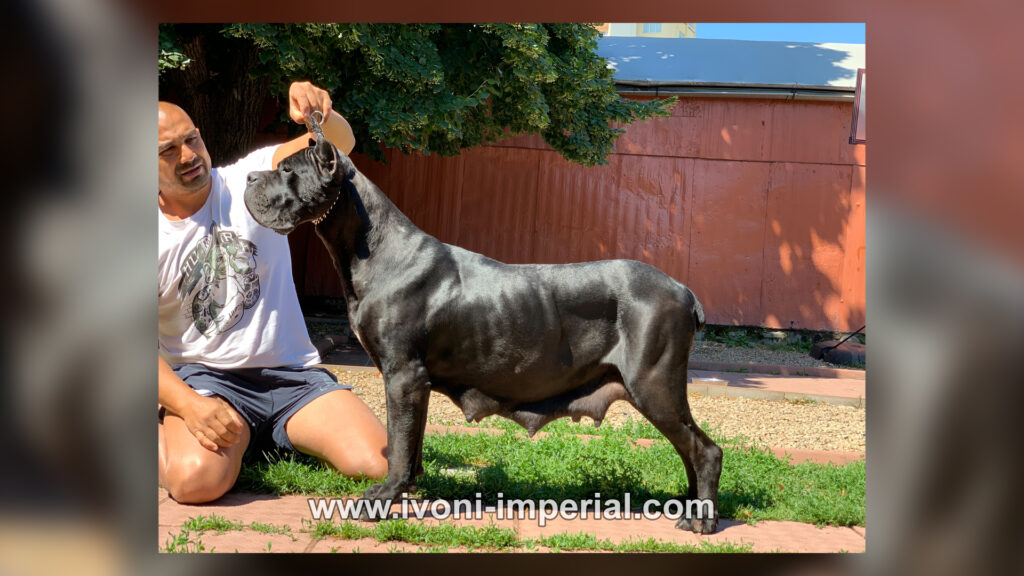ivoni imperial 134