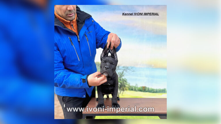 ivoni imperial babies 001