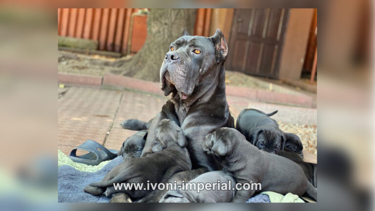 ivoni imperial babies 002